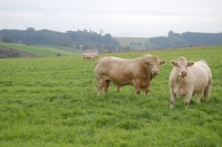 Charolais9