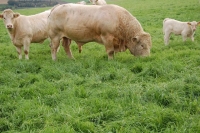 Charolais10