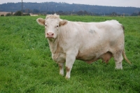 Charolais11