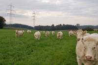 Charolais12