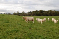 Charolais13